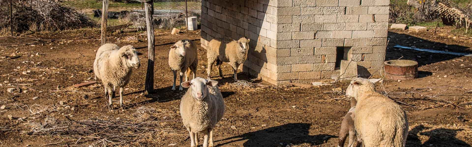 Gallery-casteldelmonte-borgo-fauna-transumanza-ovile